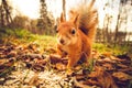 Squirrel red fur funny pets autumn forest on background Royalty Free Stock Photo