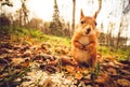 Squirrel red fur funny pets autumn forest on background Royalty Free Stock Photo