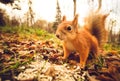 Squirrel red fur funny pets autumn forest on background Royalty Free Stock Photo