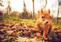 Squirrel red fur funny pets autumn forest on background Royalty Free Stock Photo