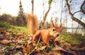 Squirrel red fur funny pets autumn forest on background Royalty Free Stock Photo
