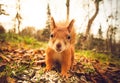 Squirrel red fur funny pets autumn forest on background Royalty Free Stock Photo