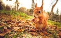 Squirrel red fur funny pets autumn forest on background Royalty Free Stock Photo