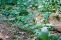 Squirrel red fur funny pets autumn forest background wild nature animal thematic Sciurus vulgaris, rodent Royalty Free Stock Photo