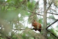 Squirrel red fur funny pets autumn forest on background wild nature animal thematic Sciurus vulgaris rodent Royalty Free Stock Photo