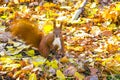 Squirrel red fur funny pets autumn forest on background wild nature animal thematic Sciurus vulgaris, rodent Royalty Free Stock Photo