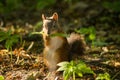 Squirrel red fur funny pets autumn forest on background wild nature animal thematic