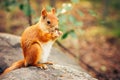 Squirrel red fur with nuts