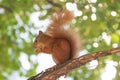 Squirrel Royalty Free Stock Photo