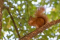 Squirrel Royalty Free Stock Photo