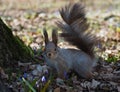 Squirrel red standing at spring forest and looking at camera Royalty Free Stock Photo