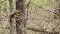 Squirrel relaxing on a branch in spring Royalty Free Stock Photo