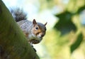 Squirrel resting on cabin roof in woods.