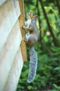 Squirrel resting on side of cabin. Royalty Free Stock Photo