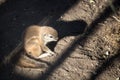 squirrel resting in the sunlight during summer overthinking his life decisions. Royalty Free Stock Photo