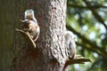 Squirrel resting on tree branch in woods.