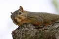 Squirrel Resting in Tree Royalty Free Stock Photo