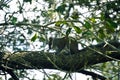 Squirrel resting on tree