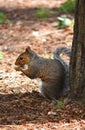 Squirrel resting by tree. Cute and furry vermin. Royalty Free Stock Photo