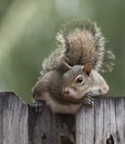 Squirrel Resting on Wooden Fence