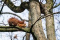 A squirrel rests on a branch in the bare tree against the blue sky.