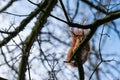 A squirrel rests on a branch in the bare tree against the blue sky and watches the photographer.