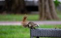 Squirrel rests on a chair in a park