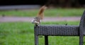 Squirrel rests on a chair in a park