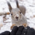 Squirrel rests on gloved hand