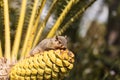 Squirrel rests on a palm tree