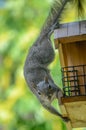 Squirrel Robbing the Birdfeeder Royalty Free Stock Photo