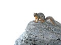 Squirrel on rock Royalty Free Stock Photo