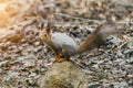 Squirrel on a rock in the forest in the spring Royalty Free Stock Photo