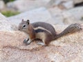 A squirrel on a rock