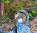 Squirrel on rock turned sideways in center Royalty Free Stock Photo