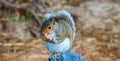 Squirrel on rock w/bread Center Royalty Free Stock Photo