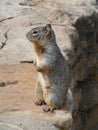 Squirrel on rocks