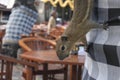 Squirrel Rodent in Bali Indonesia