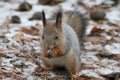 Squirrel-rodent of the squirrel family.