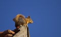 Squirrel on the Roof