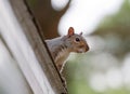 Squirrel on the roof Royalty Free Stock Photo