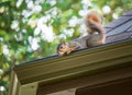 Squirrel on the roof Royalty Free Stock Photo