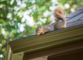 Squirrel on the roof