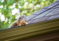 Squirrel on the roof Royalty Free Stock Photo