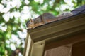 Squirrel on the roof Royalty Free Stock Photo