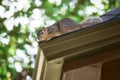 Squirrel on the roof