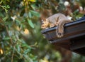 Squirrel on the roof top Royalty Free Stock Photo