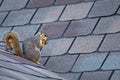 Squirrel on roof Royalty Free Stock Photo
