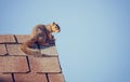 Squirrel on the roof top Royalty Free Stock Photo