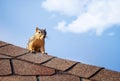 Squirrel on the roof top Royalty Free Stock Photo